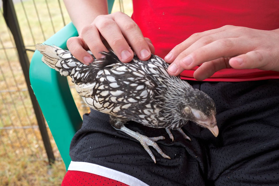 A pair of hands interacts with a young bird