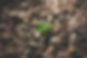 A small plant sprouts through rocks