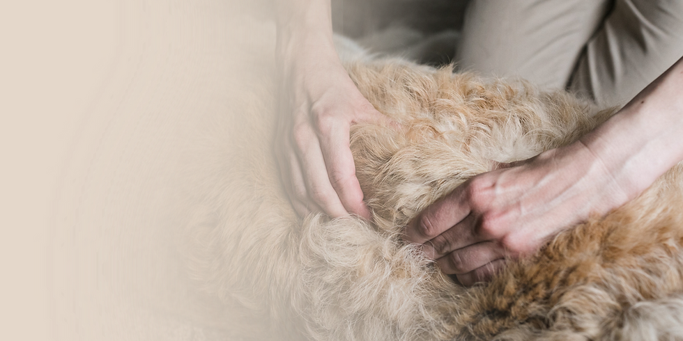 Zonder titel (2000 x 1000 px) (8).png
