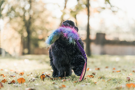 Games voor honden