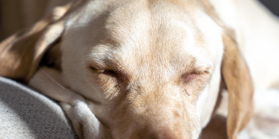 Holistische begeleiding van hond met aromatherapie ondersteuning 