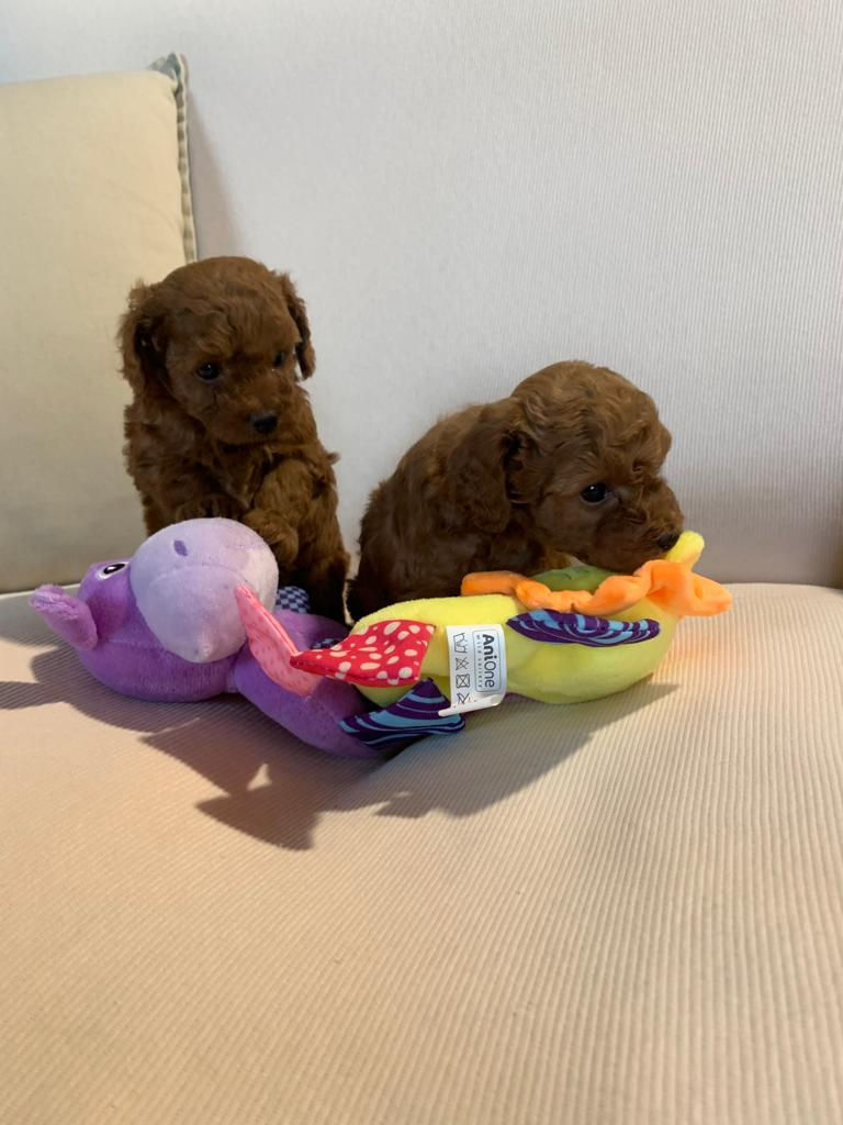 CUCCIOLI NOELLE4