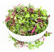 rainbow microgreens mix