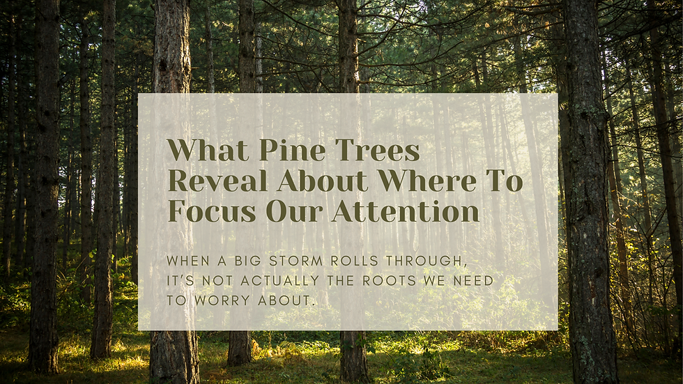 When Pine Trees Become a Metaphor for Life