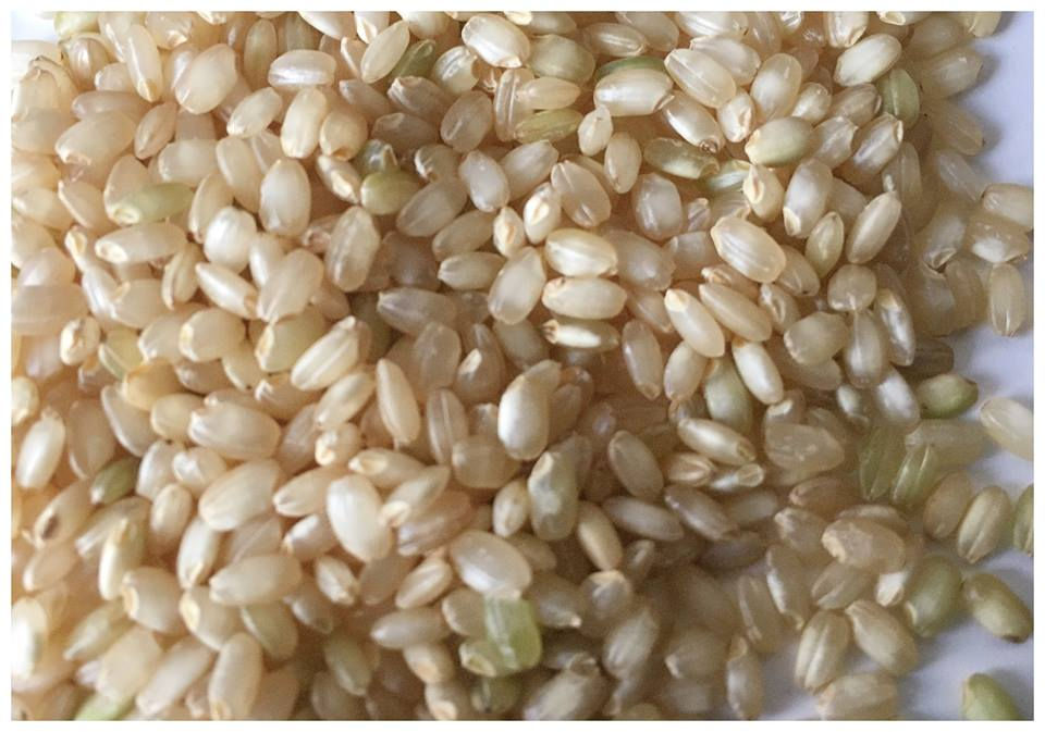 Omachi The Phantom Sake Rice