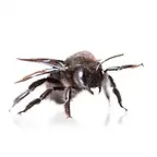 carpenter-bee-on-white-401x400.webp