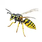 yellowjacket-on-white-401x400.webp