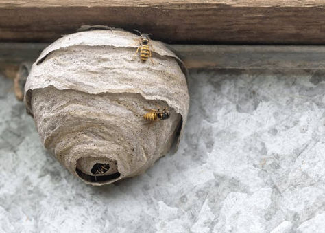 Safe Bee & Wasp Removal in NY: Protecting Your New York Home & Family