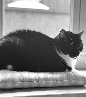 Cat_edited.jpg