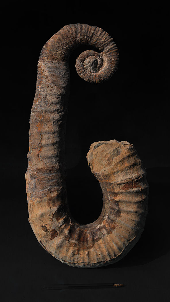 Ancyloceras