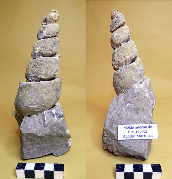Turritelidae (GASTRÓPODE)