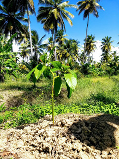 Avacado