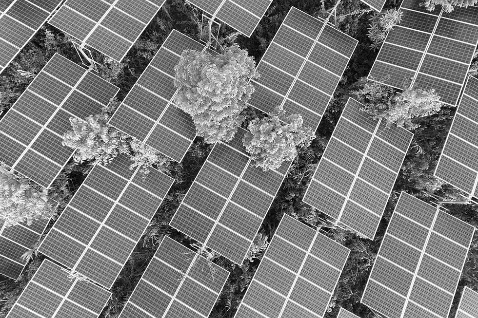 Solar Panels on Trees