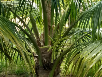 Tree with coconuts