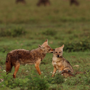 Early in the morning, a mother jackal licks her pup's ear.