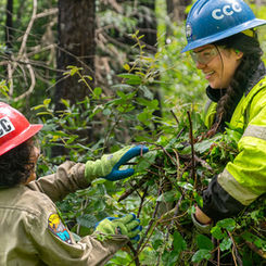 CCC Corpsmembers pass cut vegetation to one another for stashing into the woods.
