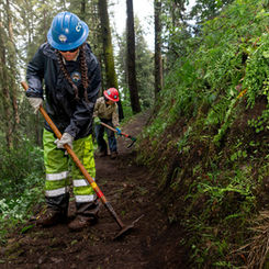 CCC Corpsmembers use McLeods and hoes to maintain a trail in the woods.
