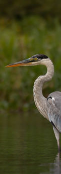 A cocoi heron stands perfectly still in the river.