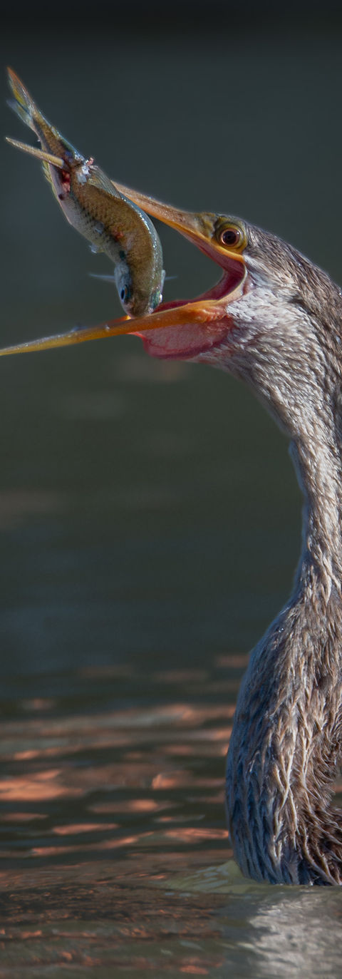 A cormorant spears a fish with its beak while hunting for a meal.