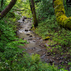 A scenic creek runs through the lush greens of Bothe-Napa Valley State Park.