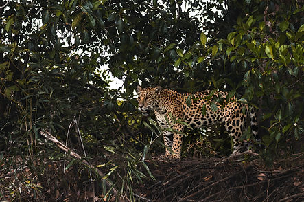 A jaguar's stands at the edge of a dense forest.