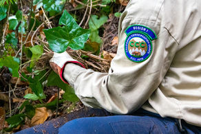 A CCC Corpsmember carefully removes invasive English ivy from a hillside.