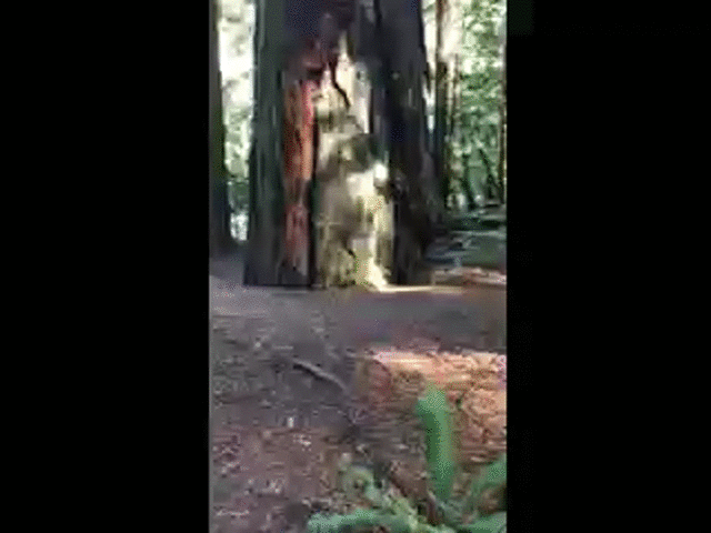 Zack popping out of a Redwood tree. Taken with a grainy phone camera that a fan might use.