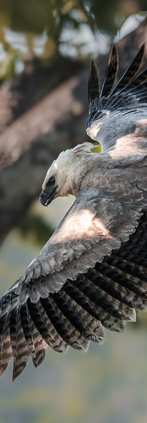 A juvenile harpy eagle takes flight.