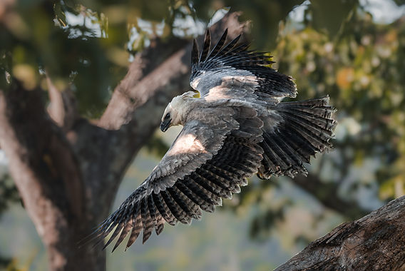 A juvenile harpy eagle takes flight.
