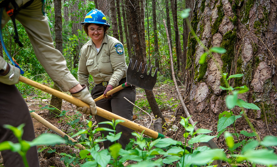 CCC Corpsmember, Trinity Gebhardt, uses a McLeod to remove vegetation around mature trees in preperation for a prescribed burn.