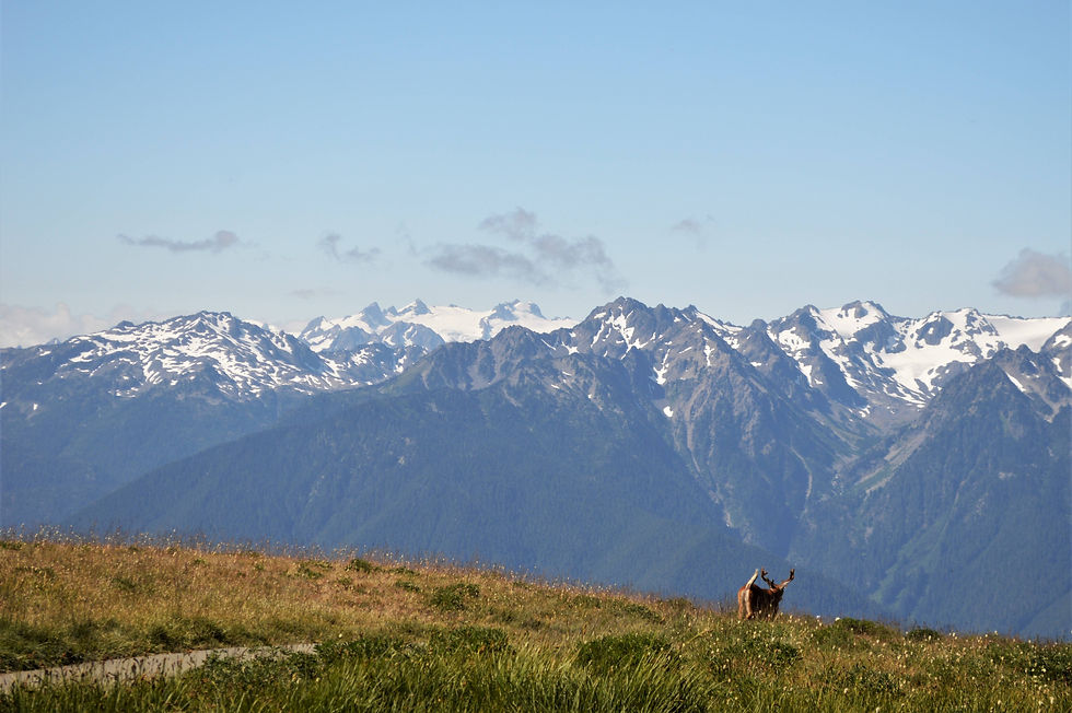 Story behind the image: Deer blocking my view in Olympic National Park