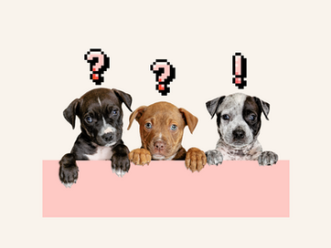 Three puppies, two with digital question marks over their heads and one with a digital exclamation point 