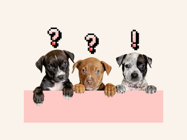 Three puppies, two with digital question marks over their heads and one with a digital exclamation point 