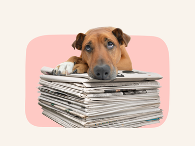 Sad dog on newspapers to represent being tired of the news