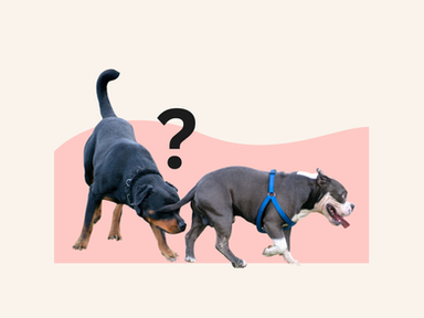 A dog sniffing another dog. The first dog has a question mark over his head.