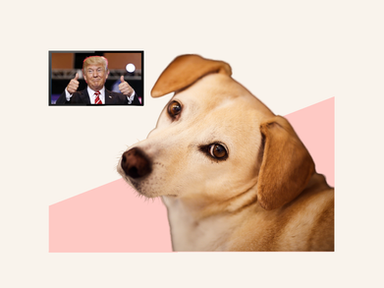 Dog rolllling his eyes at Trump on TV