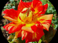 A FLAMBOYANT NURSERYMAN ON THE ROAD