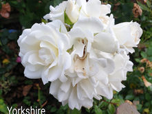 A YORKSHIRE PRINCESS