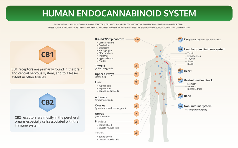 What is the Endocannabinoid System?