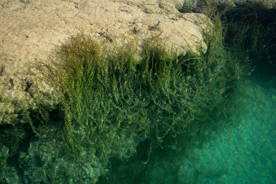 Crecimiento de algas verdes sobre estromatolitos