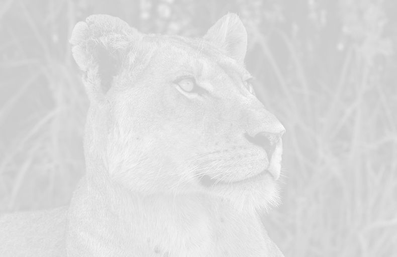 Vivid Abstract Lioness_edited.jpg