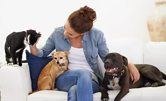 home from home pet care