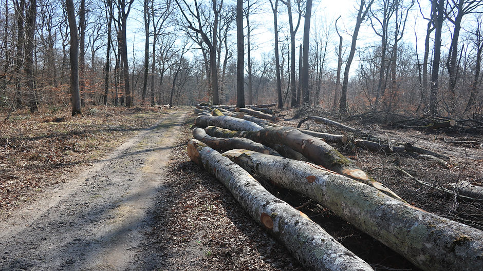 EXPLIQUER LA GESTION DE LA FORÊT