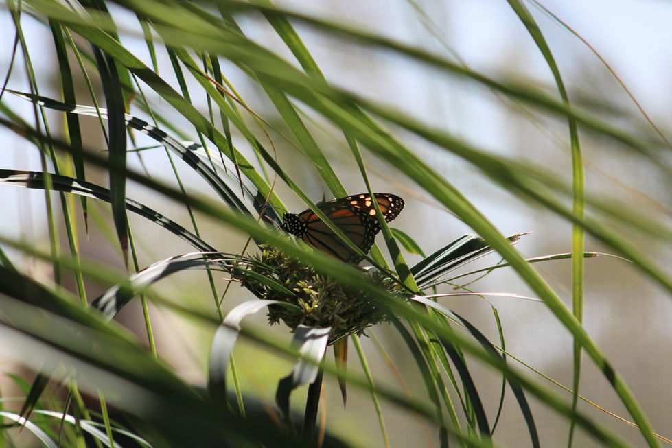 A monarch butterfly as seen through the fronds of a plant