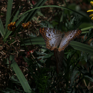 Butterflies on yellow flowers