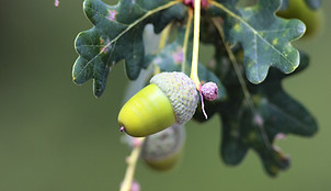 Produção de Bolota_OAKFOOD.jpg