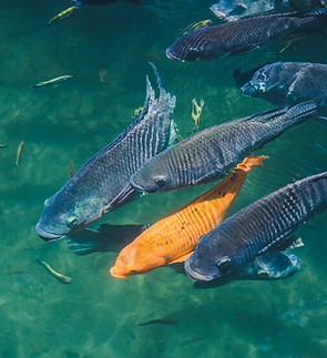 fundo-natural-lago-com-peixes-coloridos_501050-118.jpg