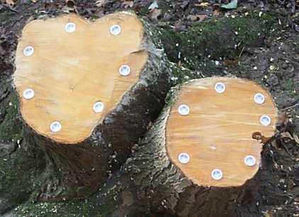 Ecoplugs shown in a tree stump