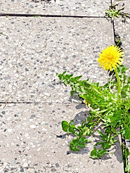 a weed infested lawn
