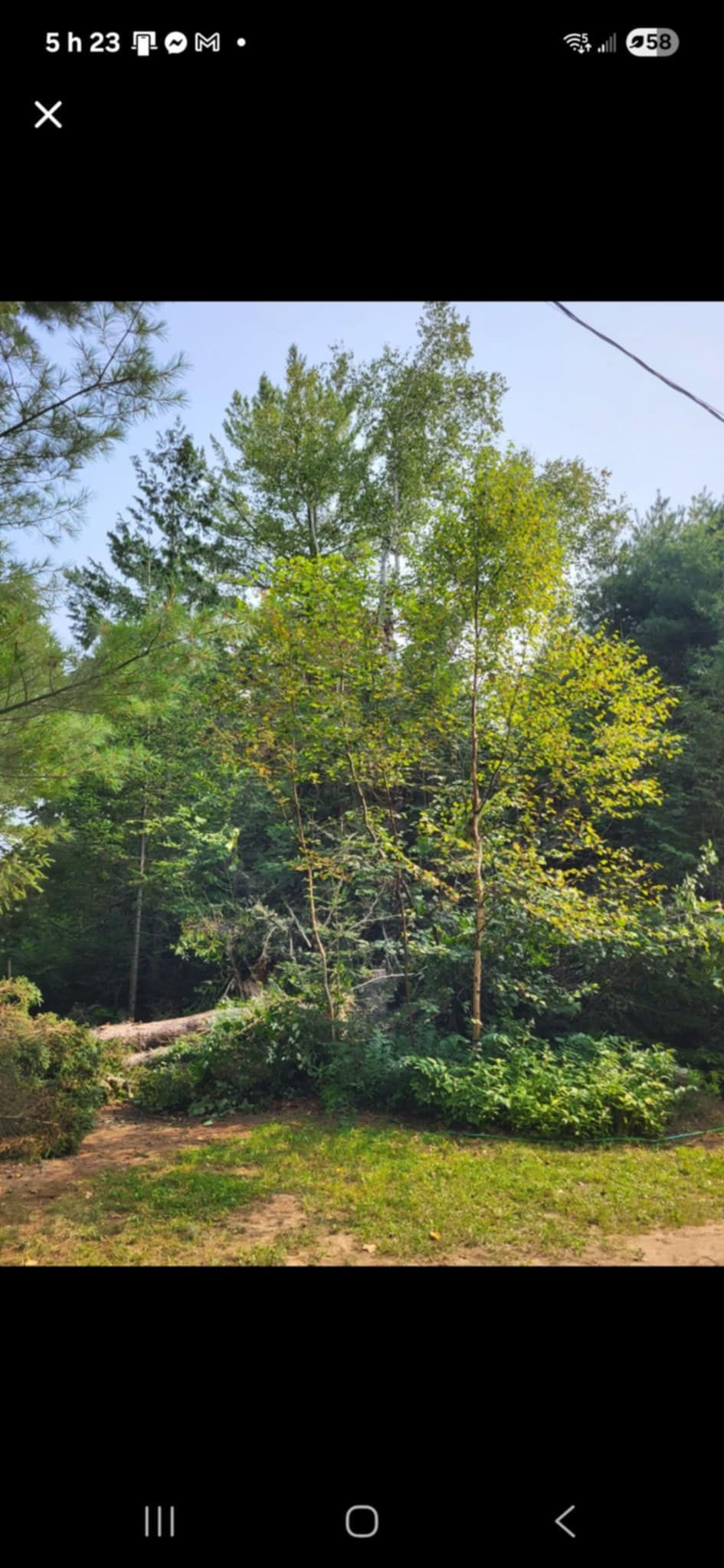 Émondage d’un arbre dangereux à Sainte-Émilie-de-l’Énergie.